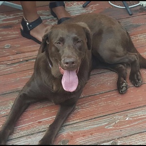 Safe Labrador Retriever in Pikesville, MD