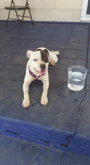 Safe Dog in Richmond, VA