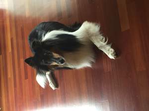 Safe Collie in Andover, MN
