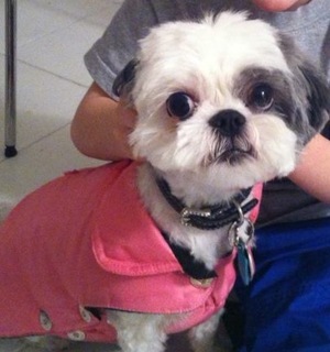 Safe Shih Tzu in New Canaan, CT