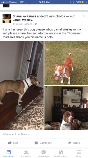 Safe Bull Terrier in Macon, GA