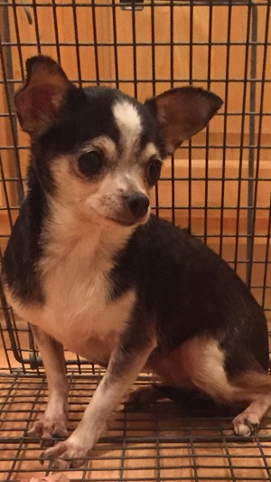 Safe Chihuahua in Levittown, PA