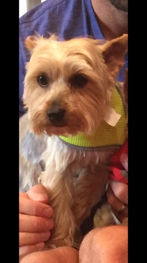 Safe Yorkshire Terrier in South Point, OH