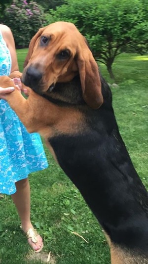 Safe Bloodhound in Woodbury, CT