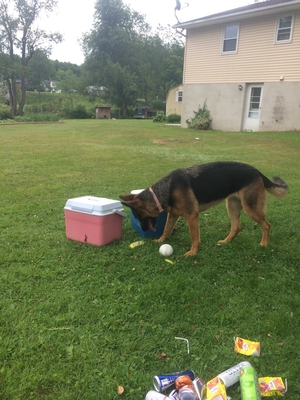 Safe German Shepherd Dog in Moscow, PA