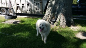 Safe Great Pyrenees in New Castle, IN