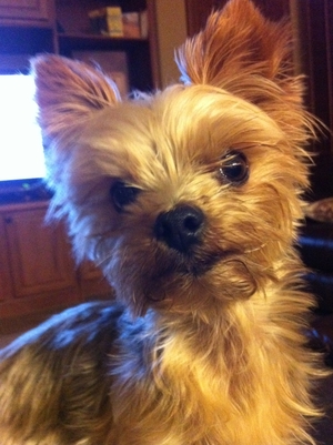 Safe Yorkshire Terrier in Buffalo Grove, IL