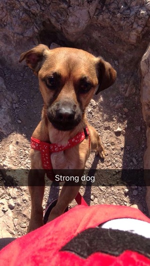 Safe Pug in Mesa, AZ