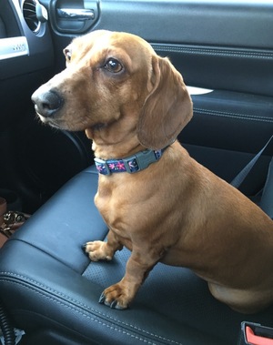 Safe Dachshund in Commerce City, CO