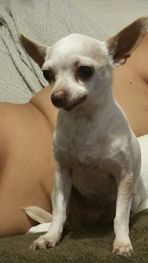 Safe Chihuahua in Arroyo Grande, CA