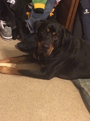 Safe Rottweiler in Knightdale, NC