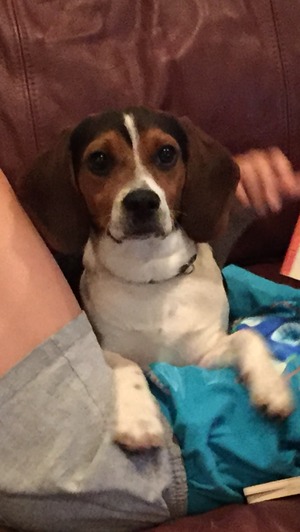 Safe Beagle in Lexington, KY