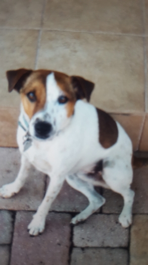 Safe Jack Russell Terrier in Fort Lauderdale, FL
