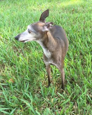 Safe Italian Greyhound in Orlando, FL