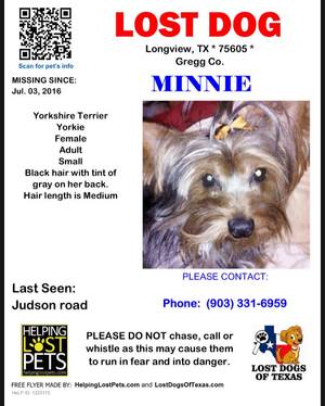 Safe Yorkshire Terrier in Longview, TX