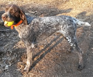 Safe German Shorthaired Pointer in Independence, MO