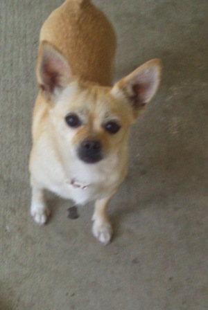 Safe Chihuahua in Hemet, CA