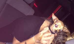 Safe Chihuahua in Pasadena, TX