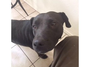 Safe Pit Bull in Forest Lakes, AZ