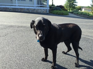 Safe Labrador Retriever in Churchville, MD