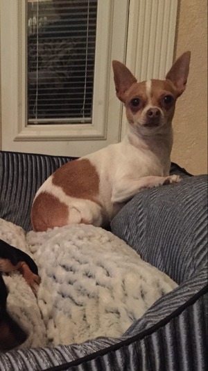 Safe Chihuahua in Manteca, CA