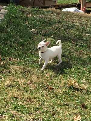 Safe Chihuahua in Saint Joseph, MO