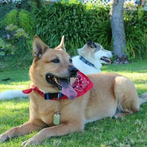 Safe Chow Chow in Upland, CA