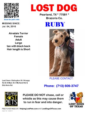 Safe Airedale Terrier in Pearland, TX