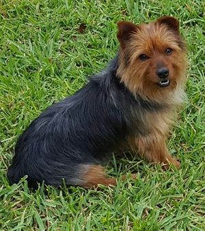 Safe Yorkshire Terrier in Zephyrhills, FL