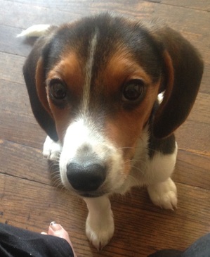 Safe Beagle in Hammond, IN