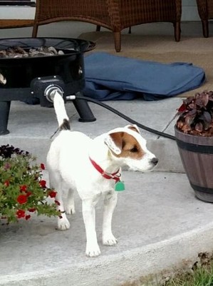 Safe Jack Russell Terrier in Kuna, ID