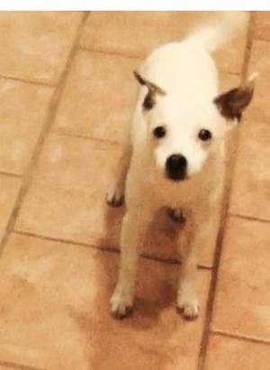 Safe Jack Russell Terrier in Mount Vernon, NY
