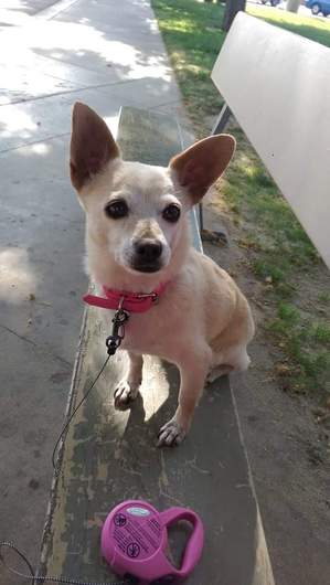 Safe Chihuahua in Yakima, WA