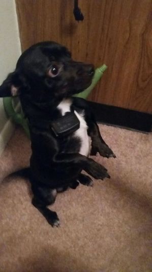Safe Chihuahua in Cincinnati, OH