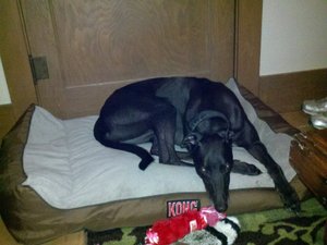 Safe Greyhound in Seymour, MO