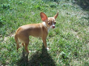 Safe Chihuahua in Newport, MI