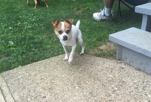 Safe Chihuahua in Wilmington, DE