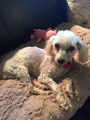 Safe Poodle in Issaquah, WA