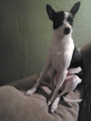 Safe Chihuahua in Pocatello, ID
