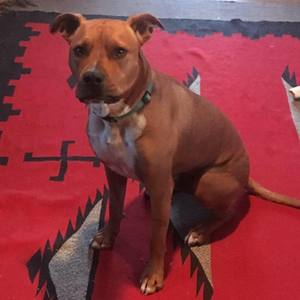 Safe Pit Bull in Pacific Palisades, CA