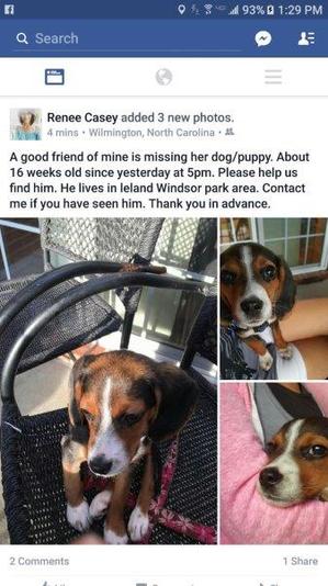Safe Beagle in Leland, NC US