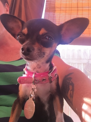 Safe Chihuahua in Yonkers, NY