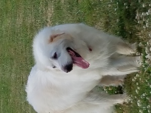 Safe Great Pyrenees in Scio, OR