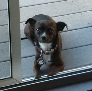 Safe Chihuahua in Woodland Hills, CA