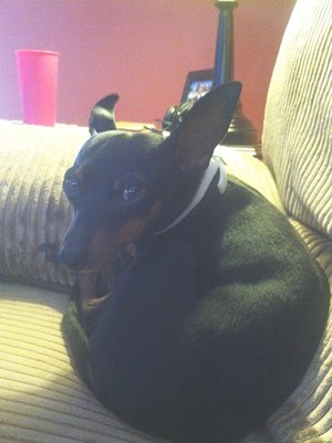 Safe Miniature Pinscher in Troy, OH