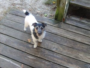 Safe Jack Russell Terrier in Absecon, NJ