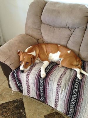 Safe Beagle in Casa Grande, AZ