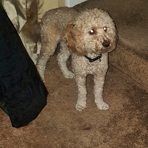 Safe Poodle in Williamsport, PA