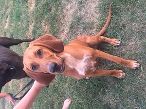 Safe Bloodhound in Scranton, PA