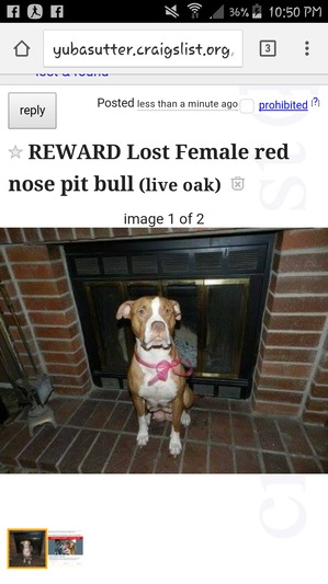 Safe Pit Bull in Live Oak, CA